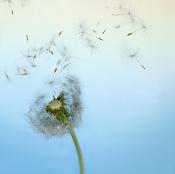 Lo que el viento se llevó