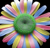 ¡Mirad esas flores!