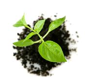 Etapas de crecimiento